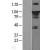 Western Blot: STAT3 Lysate [NBL1-16526] - Western Blot experiments. 
Left-Control; Right -Over-expression Lysate for STAT3